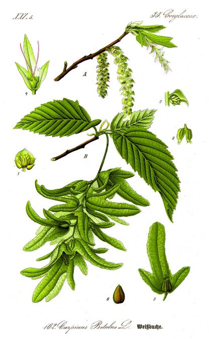 Граб, Cárpinus