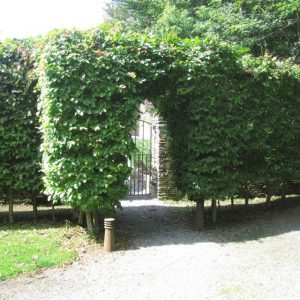 Граб, Cárpinus