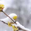 Кизил, Cornus