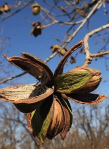 Орех Пекан, Pecan, Carya illinoinensis
