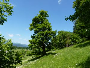Дуб крупнопыльниковый, Quercus macranthera