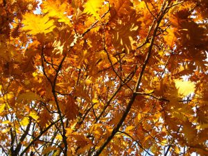 Дуб крупнопыльниковый, Quercus macranthera