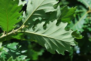 Дуб крупнопыльниковый, Quercus macranthera