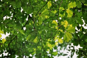 Дуб крупнопыльниковый, Quercus macranthera