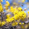 Кизил, Cornus