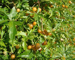 Виноградовник аконитолистный, Ampelópsis aconitifolia