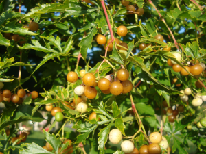 Виноградовник аконитолистный, Ampelópsis aconitifolia