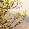 Кизил, Cornus