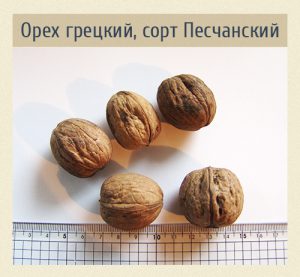 Орех грецкий, сорт Песчанский