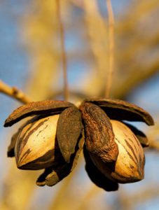 Орех Пекан, Pecan, Carya illinoinensis