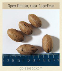 Орех Пекан, сорт CapeFear