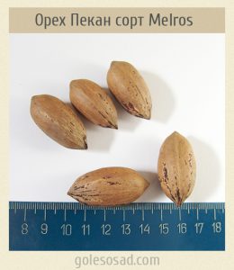Орех Пекан, Сорт Melros