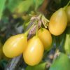 Кизил, Cornus