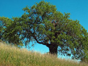 Дуб крупнопыльниковый, Quercus macranthera