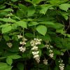 Клекачка перистая, Staphylea pinnata