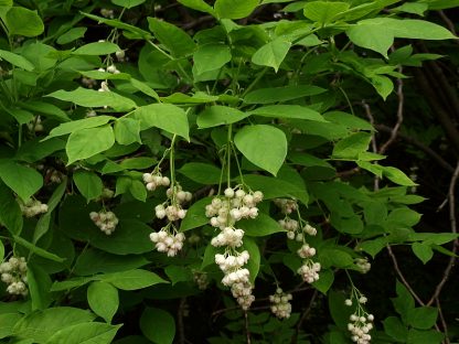 Клекачка перистая, Staphylea pinnata