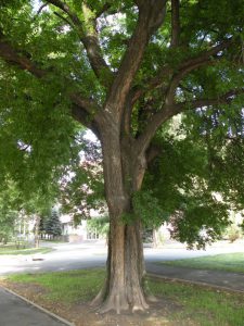 Каркас западный, Celtis occidentalis