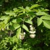 Клекачка перистая, Staphylea pinnata