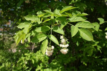 Клекачка перистая, Staphylea pinnata