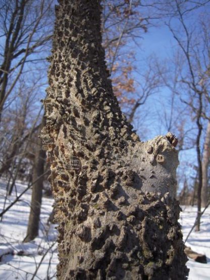 Каркас западный, Celtis occidentalis