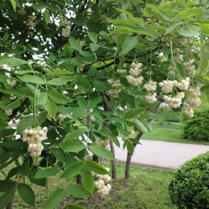 Клекачка перистая, Staphylea pinnata