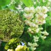 Клекачка перистая, Staphylea pinnata