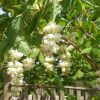Клекачка перистая, Staphylea pinnata