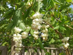 Клекачка перистая, Staphylea pinnata