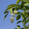 Клекачка перистая, Staphylea pinnata