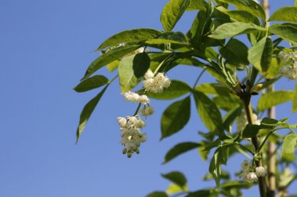 Клекачка перистая, Staphylea pinnata