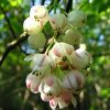 Клекачка перистая, Staphylea pinnata