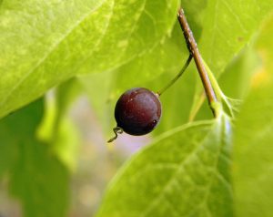 Каркас западный, Celtis occidentalis