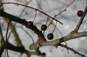 Каркас западный, Celtis occidentalis