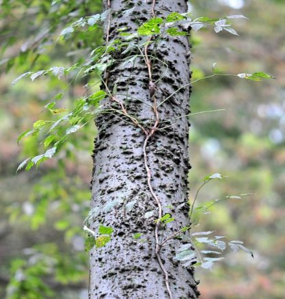 Каркас западный, Celtis occidentalis