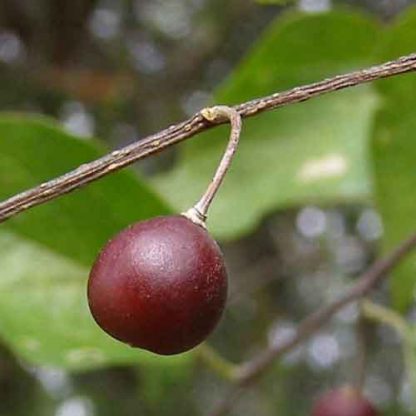 Каркас западный, Celtis occidentalis