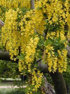 Бобовник "золотой дождь альпийский", Laburnum alpinum