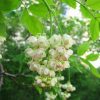 Клекачка перистая, Staphylea pinnata