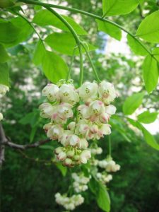 Клекачка перистая, Staphylea pinnata