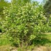 Клекачка перистая, Staphylea pinnata