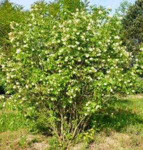 Клекачка перистая, Staphylea pinnata