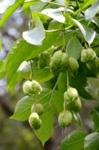 Клекачка перистая, Staphylea pinnata