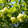 Клекачка перистая, Staphylea pinnata