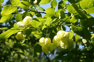 Клекачка перистая, Staphylea pinnata