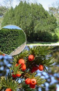 Тис ягодный, Taxus baccata
