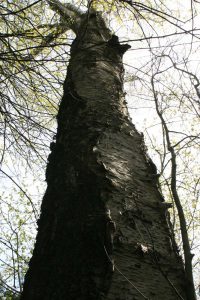 Береза бумажная