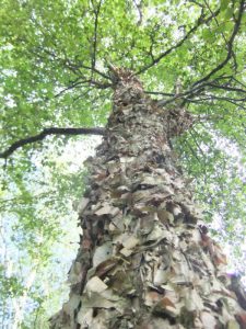 Береза даурская, betula dahurica