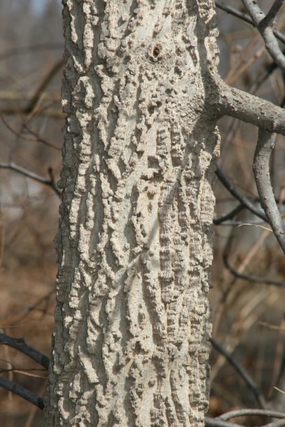 Каркас западный, Celtis occidentalis