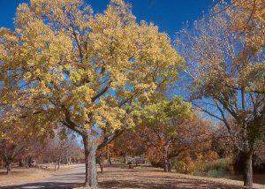 Каркас западный, Celtis occidentalis