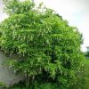 Клекачка перистая, Staphylea pinnata