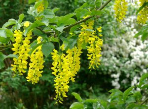 Бобовник "золотой дождь альпийский", Laburnum alpinum